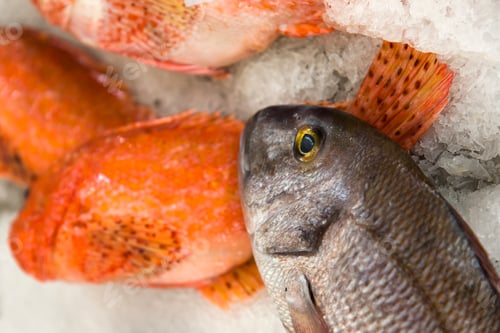 Preview: Fresh fishes on local fish market in Funchal at Madeira island in Portugal