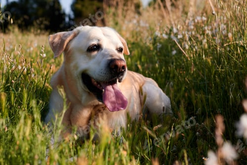 Preview: Labrador dog lying down and resting on a flower meadow