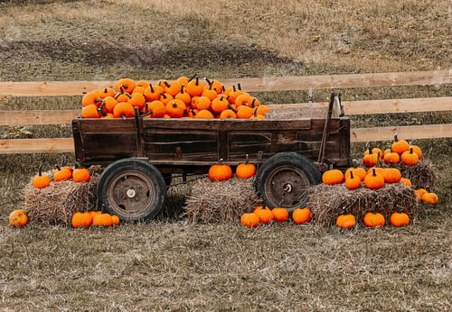 Rustic wagon filled with autumn pumpkins on straw