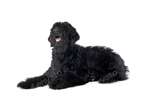 Preview: Giant Schnauzer in studio