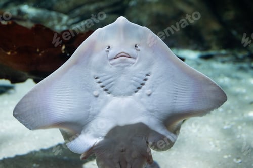 Preview: A cute, beautiful inhabitant of the sea and oceans, the electric stingray