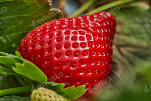 Preview: Picking fresh strawberries on the farm, Close up of fresh organic strawberries growing on a vine