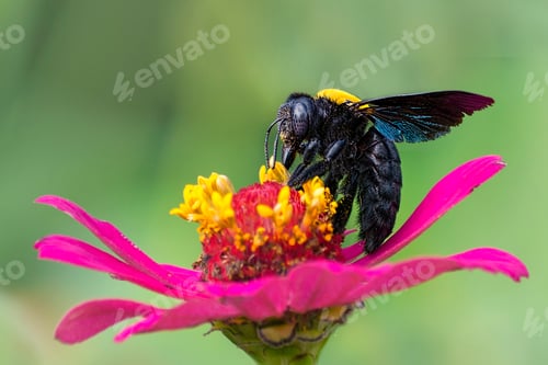 Preview: Bees on a Pink Flower