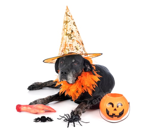 Dog wearing Halloween witch hat and costume