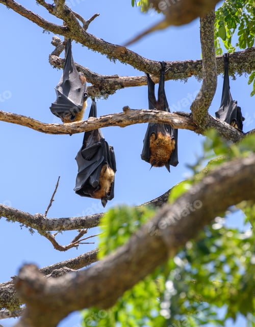 Preview: Sri Lankan megabats roosting upside down on a tree branched