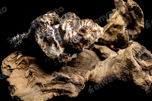 Preview: Rough Black Murex Shell on Driftwood on Black Background