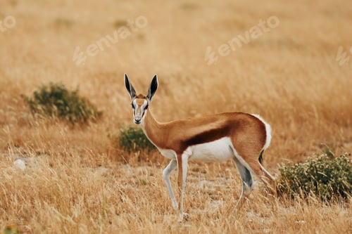Vorschau: Seitliche Ansicht. Anthelope kommt in der Tierwelt im Freien in Afrika
vor