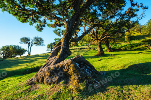 Preview: Fanal forest trees on Madeira island, Portugal