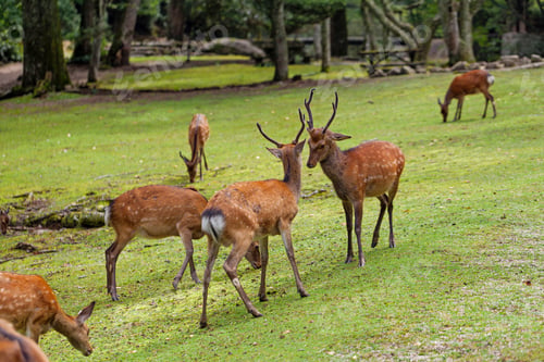 Preview: Wild deers walking around in Omoto Park, Japan