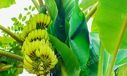 Preview: Bananas growing on a palm tree. Selective focus.