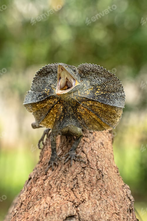 Preview: Closeup of a frilled-necked lizard resting on tree trunk