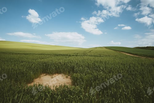 Preview: Spring wheat field landscape