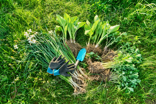 Preview: Spring season, planting division of plant bushes.