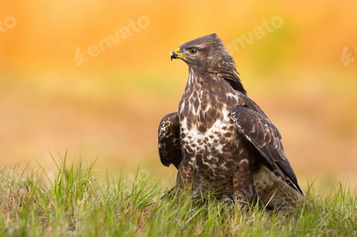 Preview: Common buzzard sitting on grassland in spring nature