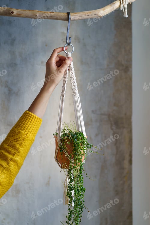 Preview: Woman gardener holding macrame plant hanger with houseplant Peperomia over grey wall. Hobby, decor.