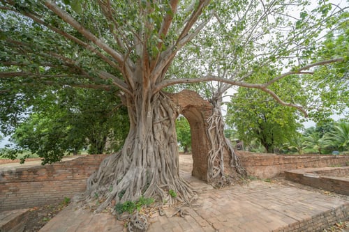 Preview: Old ruins of a ancient temple in Phra Nakhon Si Ayutthaya province, Thailand