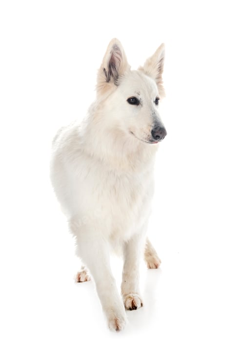 Preview: White Swiss Shepherd Dog