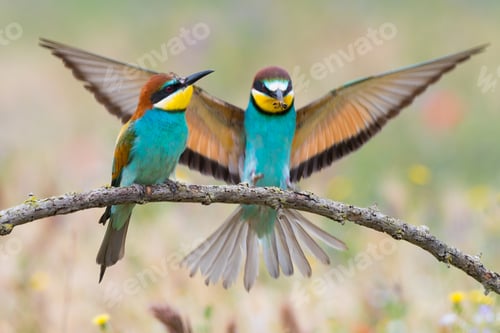 Preview: Birds standing on tree branch