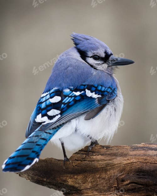 Preview: Blue Jay in Winter