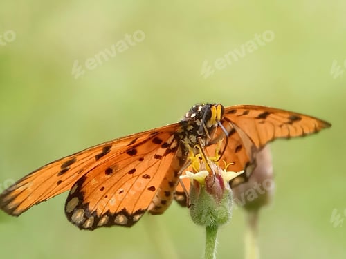 Preview: Butterfly