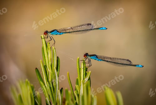 Aperçu: Closeup shot of two dragonflies in love with each other on a blurred background