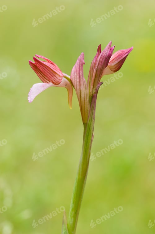 Preview: Colorful orchid flowers