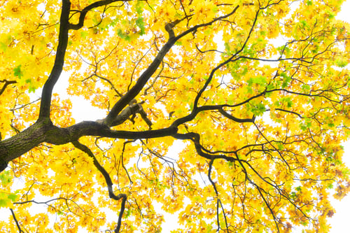Preview: Vibrant fall foliage
