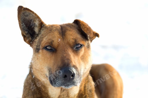 Preview: Close-up of yellow dog pet on white snow outdoors