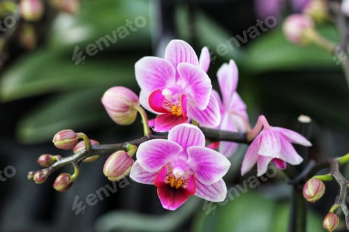 Preview: Pink Orchids