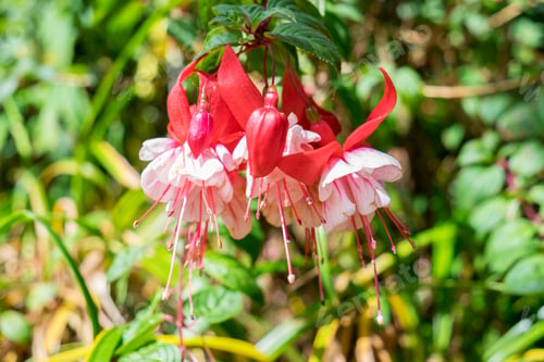 Preview: Fuchsia magellanica purple red flower hang down