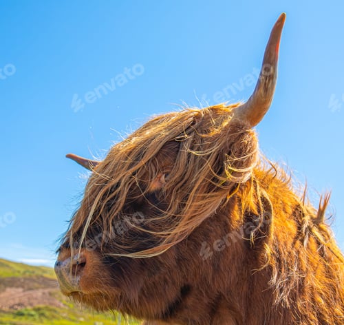 Preview: Fluffy brown highland cattle enjoying the sunshine in the green field