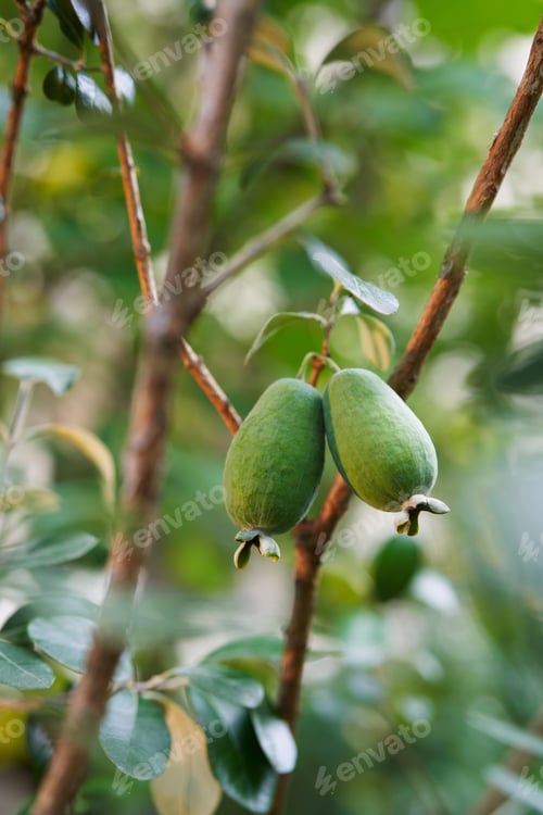 Preview: Two feijoa fruits hang on a green branch