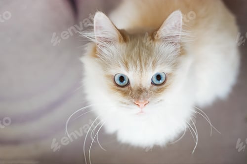 Preview: A white cat in a crouching position with a wide eyed surprised