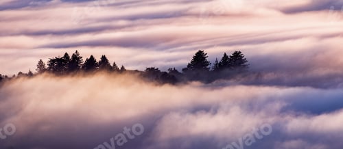Preview: Evergreen trees rising above a sea of clouds