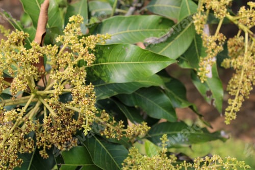 Preview: Closeup shot of flowers on a mango tree
