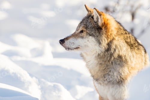 Preview: Close-up portrait of wolf in beautiful winter landscape