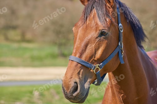Preview: Beautiful horse - wonder of nature. A telephoto a beautiful brown horse.