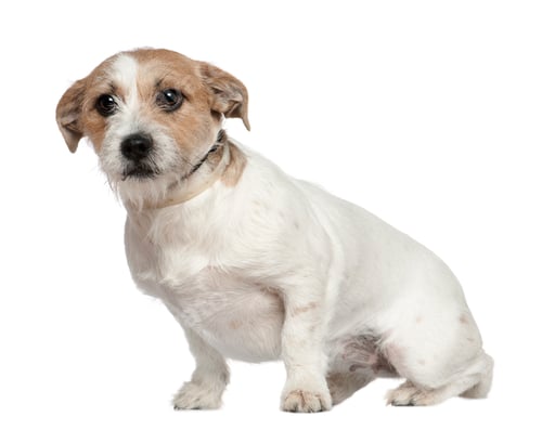 Preview: Jack Russell Terrier, 1 and a half years old, sitting in front of white background