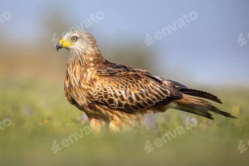 Preview: Red kite perched in green grass with flowers