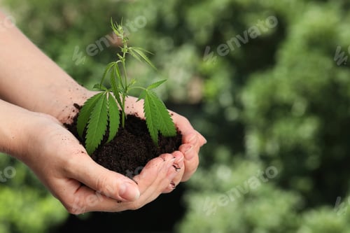 Preview: Woman holding green hemp plant in soil outdoors, closeup. Space for text