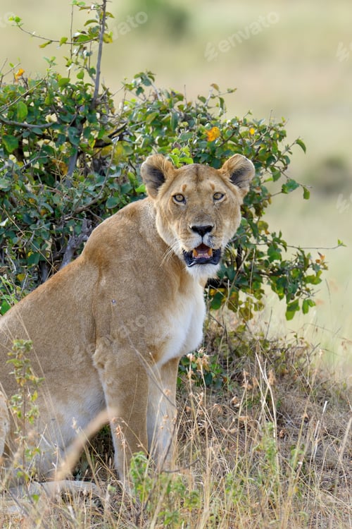 Preview: Lion in National park of Kenya