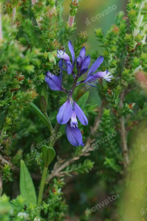 Preview: Vertical closeup on a rare blue wildflower , heath the milkwort, Polygala serpyllifolia
