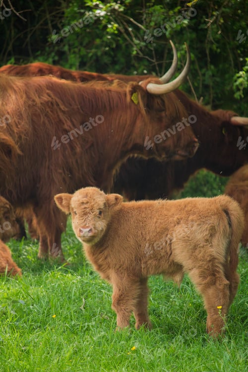 Preview: Sheep in the field with trees in the background
