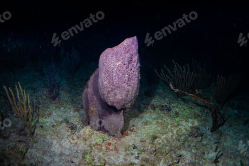 Preview: coral reef macro ,texture, abstract marine ecosystem background on a coral reef