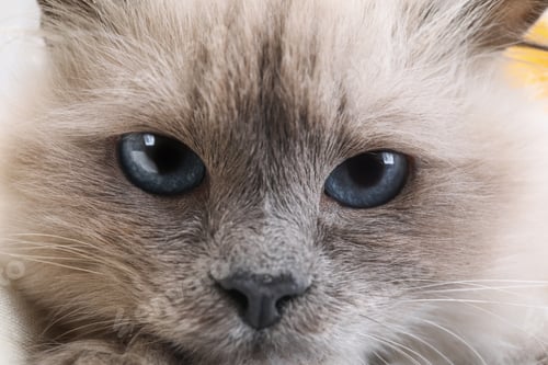 Preview: Birman cat with beautiful blue eyes, closeup