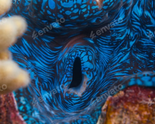 Preview: giant clam close up shot