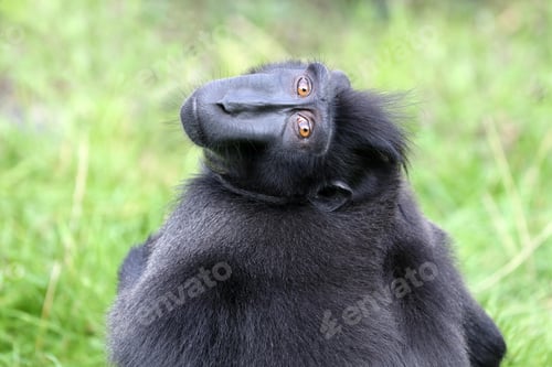 Preview: ape portrait, crested black macaque, Sulawesi crested macaque, black ape