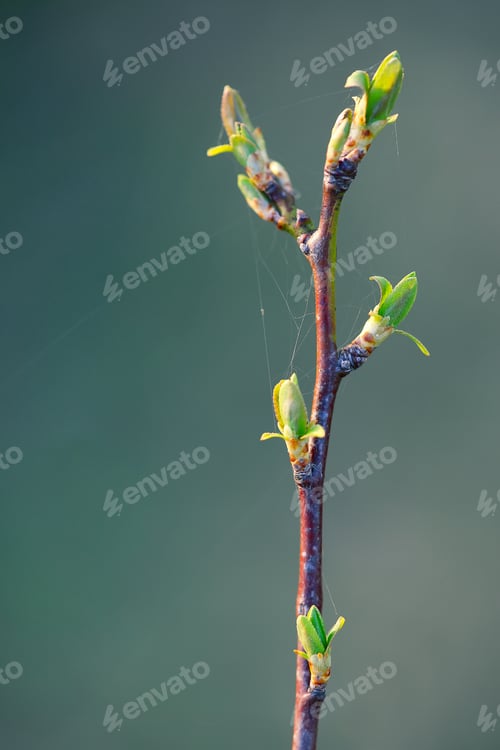 Preview: young branch with leaves and buds