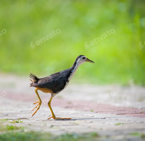 Preview: White-breasted Waterhen crosses the road to search for food. soft natural bokeh background.