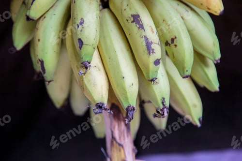Preview: Bananas